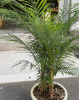 Syagrus weddelliana ヒメヤシ Size 7