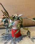 Rhipsalis リプサリス エリプティカ Size 4