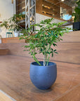 Round Planter ラウンドプランター