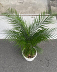 Syagrus weddelliana ヒメヤシ Size 7