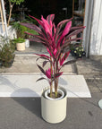 Dracaena アカドラ Size 7