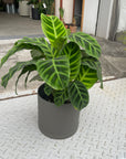 Calathea カラテア ゼブリナ