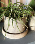 Stoneware Planter in Pebble by Kristin Olds ストーンウェアプランター
