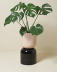 Two Tone Planter Extra Large by Lightly ツートーンプランター XL