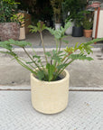 Philodendron 'Laughing Kookaburra' フィロデンドロン クッカバラ