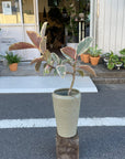 Ficus elastica 'tineke' フィカス・ティネケ