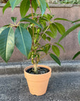 Tupidanthus Schefflera pueckler ツピタンサス