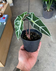 Alocasia 'Amazonica Polly' アロカシア アマゾニカ ポリー Size 3