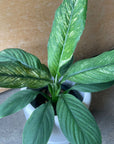 Spathiphyllum Variegata スパティフィラム センセーション バリエガータ Size 4