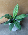 Spathiphyllum Variegata スパティフィラム センセーション バリエガータ Size 4
