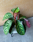 Calathea Jungle velvet カラテア フレームスター