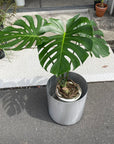 Fruit Salad Plant (Monstera deliciosa) モンステラ デリシオーサ