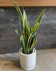 Cylinder Speckle Planter in Earthy Colour with Saucer シリンダー スペックルプランター ソーサー付