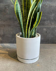 Cylinder Speckle Planter in Earthy Colour with Saucer シリンダー スペックルプランター ソーサー付