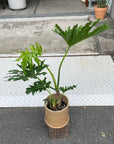 Philodendron 'Selloum' フィロデンドロン セローム