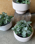 Pilea cadierei ピレア カディエレイ