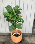 Fiddle Leaf Fig フィドル リーフ フィグ (カシワバゴムノキ)