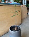 Bottle Tree ボトルツリー (ブラキキトン) 細葉