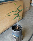 Bottle Tree ボトルツリー (ブラキキトン) 細葉