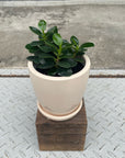 Ficus retusa ‘Panda’ パンダガジュマル