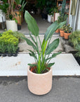Bird of Paradise (Strelitzia reginae) バード オブ パラダイス(ストレチア レギネ)