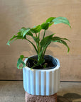 Monstera モンステラ