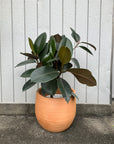 Rubber Plant (Ficus elastica 'Burgundy') フィカス バーガンディ