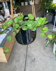 Peperomia hope ペペロミア ホープ