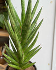 Snake Plant (Sansevieria francisii) サンスベリア フランシシー