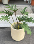 Philodendron 'Laughing kookaburra' フィロデンドロン クッカバラ ジャイアントザナドゥ