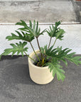 Philodendron 'Laughing kookaburra' フィロデンドロン クッカバラ ジャイアントザナドゥ