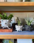 Spike Planter by Buzzby & Fang スパイクプランター