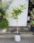 Ficus Altissima フィカス アルテシマ