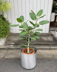 Ficus Audrey (Ficus benghalensis) フィカス ベンガレンシス