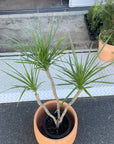 Dragon Tree ドラセナ コンシンネ クリスタル Size 6