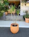 Dragon Tree ドラセナ コンシンネ クリスタル Size 6