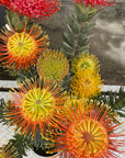 Leucospermum リューコスペルマム Size 5
