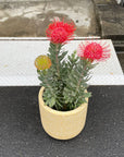 Leucospermum リューコスペルマム Size 5