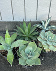 Agave assorted アガベ アソート Size 5