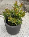 Leuca Dendron リューカデンドロン Size5