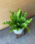 Asplenium nidus 'Emerald Wave' アスプレニウム・エメラルドウェーブ
