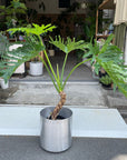 Philodendron 'Selloum' フィロデンドロン セローム