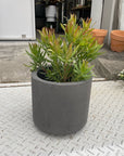 Leuca Dendron リューカデンドロン Size5