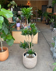 Dracaena Compacta ドラセナコンパクタ