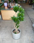 Dracaena Compacta ドラセナコンパクタ
