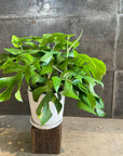 Mini Monstera (Rhaphidophora tetrasperma)ヒメモンステラ