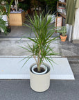 Dragon Tree ドラセナ コンシンネ