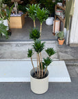 Dracaena Compacta ドラセナコンパクタ