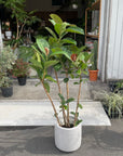 Ficus Sofia フィカス ソフィア
