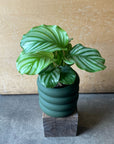 Peacock Plant (Calathea Orbifolia) カラテア オルビフォリア